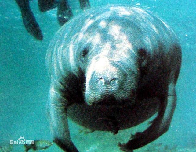 虛擬主播海牛,海豹虛擬主播  第1張