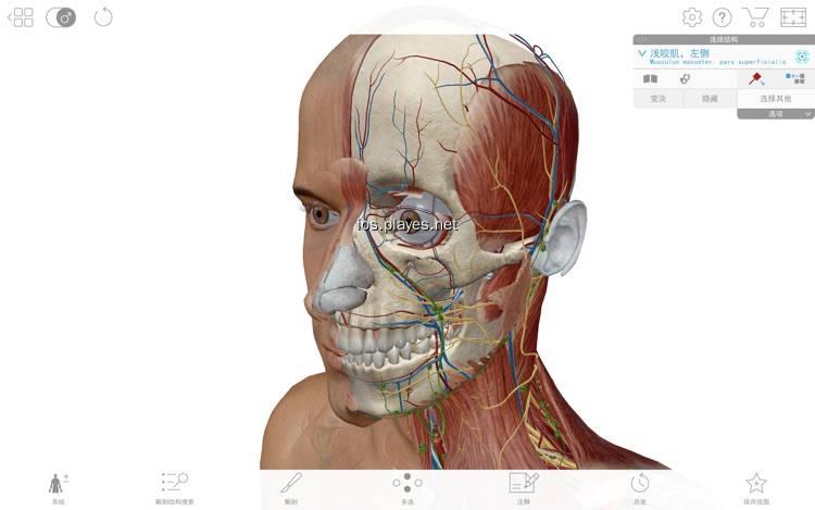 可視虛擬人體解剖,虛擬解剖臺  第3張