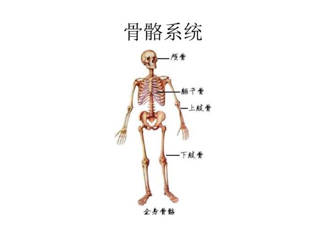 可視虛擬人體解剖,虛擬解剖臺  第2張